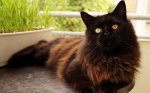 maine-coon-coat-colour-appearence.jpg