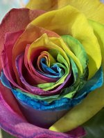 IMG_9472.JPEG