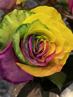 IMG_9478.JPEG