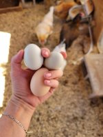eggs.jpg