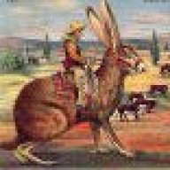 jackrabbit