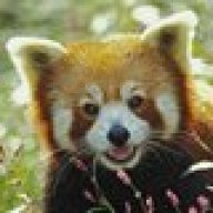 RedPanda
