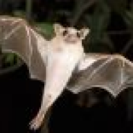 LittleSingingBat