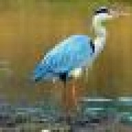 tealheron11