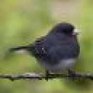 junco