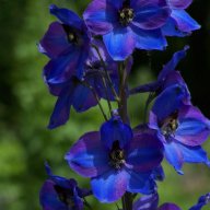 Larkspur