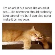 Kitten0907