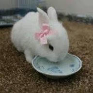 bittybun