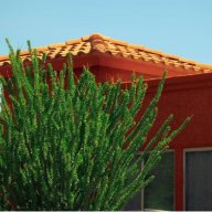 newmexicostuccoprosus