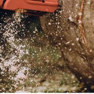 commercecitycotreeservice