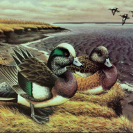 widgeon