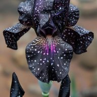 LadyLavender