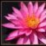 Pinky1223