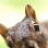 Squixy