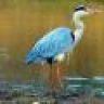 tealheron11