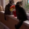 Kittykatz2020