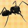 ANTfarm
