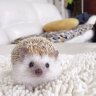 Poly Hedgehog