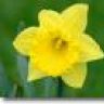 Daffodil