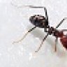 MerhabaPiccolo