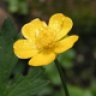 CreepingButtercup