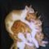 KittySpoonTrain