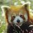 RedPanda