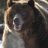 feedthebear