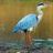 tealheron11
