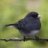 junco