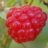 RaspberrySurprise