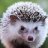 hedgehog