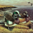 widgeon