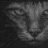 Alleycat