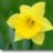 Daffodil